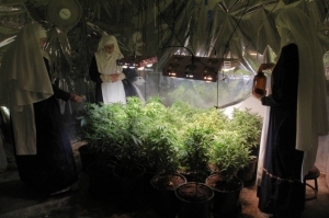 Kate, Evee y Kassidy supervisan una plantación de interior