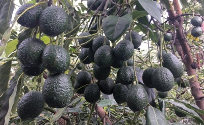 El precio del aguacate se mantiene el 90 pesos