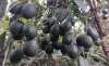 El precio del aguacate se mantiene el 90 pesos