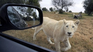 Un león y una leona en un parque zoológico de Alemania