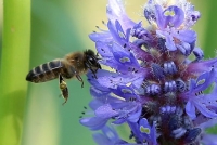 Una abeja en una flor de pontederia.