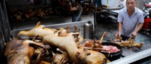 Reabren mercados en China que siguen ofreciendo murciélagos, gatos, perros y otros animales vivos