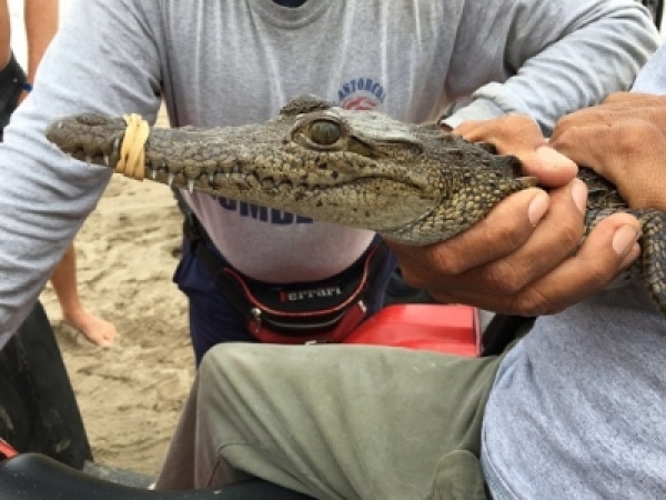 Puerto Vallarta: Capturan a joven cocodrilo en la playa del Holiday Inn