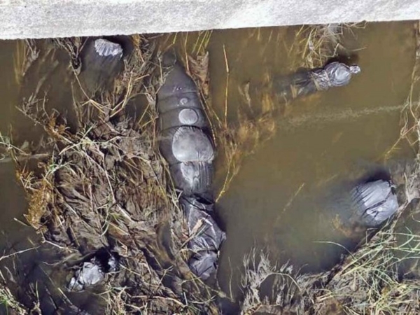 El hallazgo se realizó en el municipio de Ixtlahuacán de los Membrillos. 