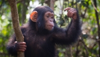 Los chimpancés, como los bonobos y los orangutanes, pueden adivinar qué tienes en la cabeza.