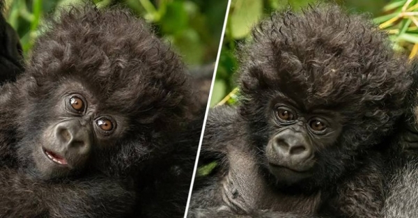 Bebé gorila con el pelo rizado se hace viral