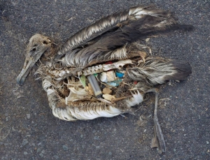 Cadáver de un albatros en las islas Midway