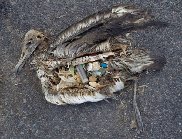 Cadáver de un albatros en las islas Midway 