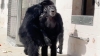 El emotivo momento en el que una chimpancé de 29 años ve el cielo por primera vez en su vida