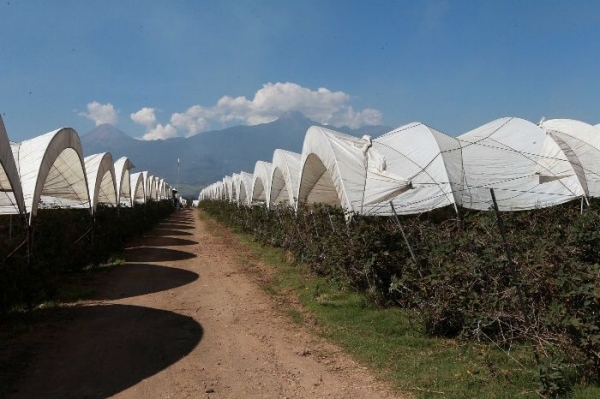 Jalisco dirige expansión de berries al Norte