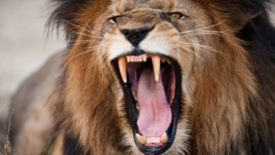 Un ciudador de un zoológico provoca a un león para impresionar a los visitantes y pierde un dedo