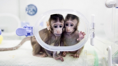 Los macacos clonados Zhong Zhong y Hua Hua, en un laboratorio de la Academia China de las Ciencias.