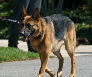 Tras la muerte de Champ, los Biden presentaron a su nueva mascota, Commander, en 2021.