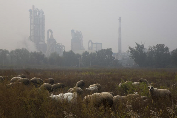 Ovejas pastan en un pastizal cerca de una planta de cemento en las afueras de Beijing, China, el 17 de octubre de 2015. Nuevos datos globales publicados en mayo de 2022 muestran que las emisiones de gases que atrapan el calor provenientes de la fabricación de cemento se han duplicado en el últimos 20 años. Todo está siendo impulsado por China, que es responsable de más de la mitad de las emisiones de carbono del cemento del mundo.