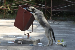 Un perro rebuscando en una basura en la zona de Chernóbil