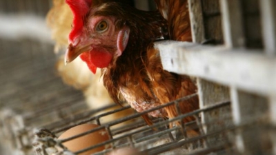 Los consumidores de EE.UU. exigen huevos producidos fuera de estrechas jaulas.