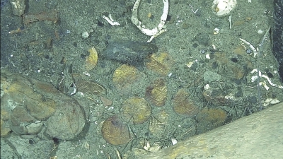 Detalles de las monedas encontradas indican que provienen del galeón San José.