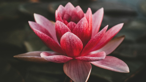 Descubren que las plantas 'lloran' y logran grabar sus sonidos