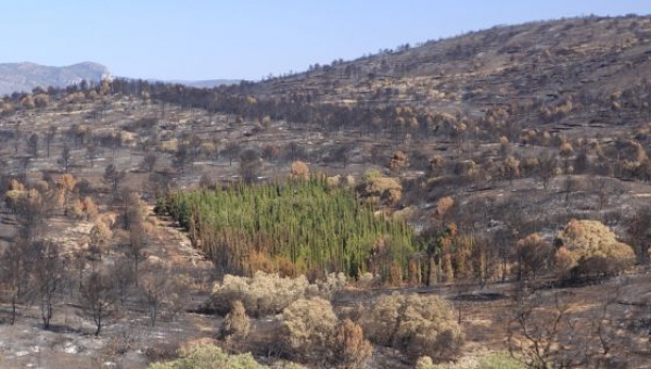 Los casi mil cipreses plantados en el barranco de Herbasana, Jerica, se salvaron tras el incendio de Andilla, que arrasó otros muchos árboles.