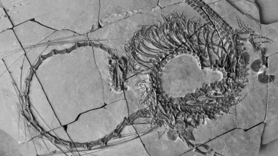 Descubren fósiles de un extraño &#039;dragón chino&#039; marino de 240 millones de años