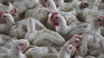 En los últimos tres años, 166 millones de aves ya han sido sacrificadas en las granjas estadounidenses debido a la gripe aviar.