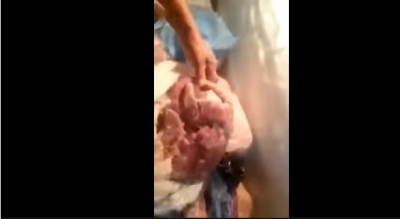 Exhiben en video a perro congelado en restaurante de Chihuahua