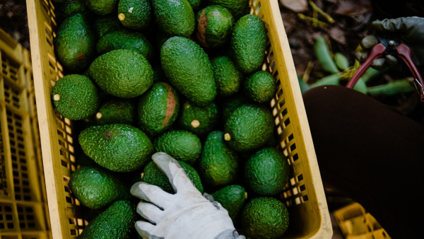 Denuncian la producción de aguacate en México previa a la Super Bowl