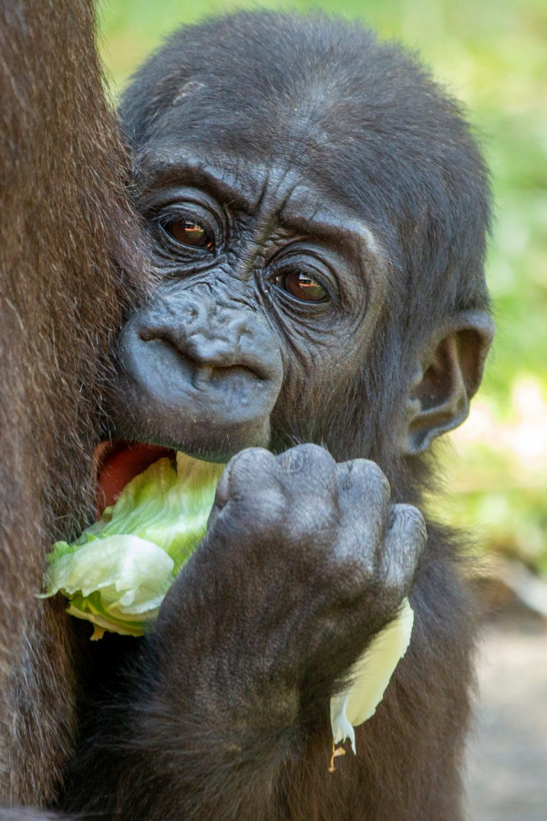 Un gorila bebé en Taronga Zoo, en Sydney, Australia.