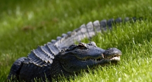 Las autoridades no detallaron si el perro fue herido en el accidente.