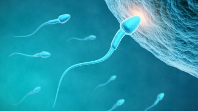 El esperma de un hombre puede permanecer vivo entre 24 y 36 horas desde su fallecimiento.