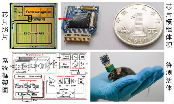 China presenta su primer chip inalámbrico de interfaz cerebro-computadora para animales que puede superar a dispositivos extranjeros similares