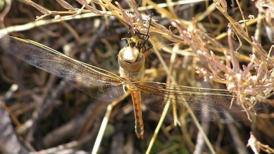 La cabeza y cuerpo de la líbelula se mueven de forma independiente para mantener a su presa en el punto de máxima agudeza visual