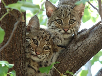Hechos escalofriantes: millones de animales fueron masacrados por un programa secreto en EE.UU.