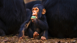 Científicos chinos logran revertir la vejez, de momento en primates