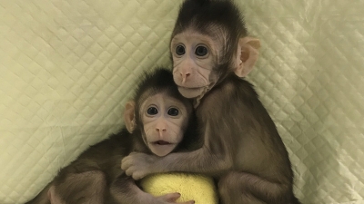 El macaco clonado Zhong Zhong en la Academia China de las Ciencias, Shanghái, 10 de enero de 2018.