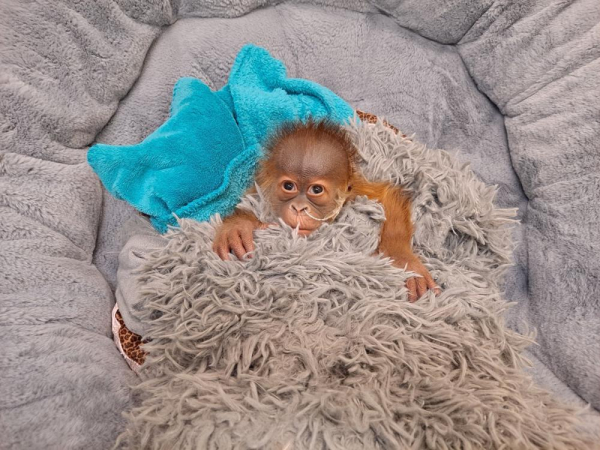 Bebé orangután alimentado con biberón, lo que intriga a otros