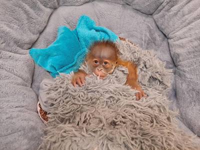 Bebé orangután alimentado con biberón, lo que intriga a otros