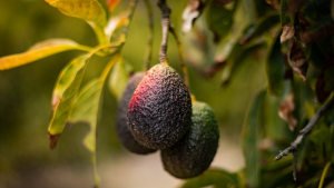 EE.UU. suspende la importación de aguacates desde un estado mexicano clave