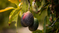 EE.UU. suspende la importación de aguacates desde un estado mexicano clave