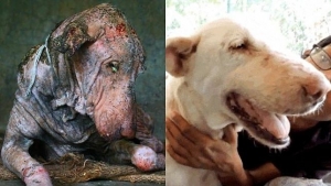 Animal Aid Unlimited ha denunciado en Facebook el estado en que encontró al perro