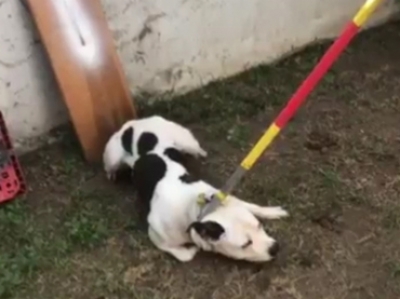 Aún se desconoce si el pitbull será sacrificado.