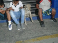 El Ministerio Público determinó que los sujetos quedaran en libertad tras pagar los daños ocasionados