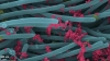Partículas del virus en rosa, sobre cilios de células del sistema respiratorio, en azul - Ehre Lab/UNC School of Medicine