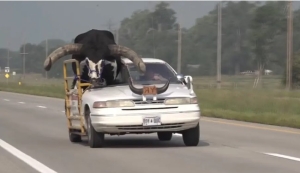 Detienen a un hombre por llevar a un gran toro en el asiento de copiloto