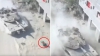 Un tanque israelí aplasta a una persona