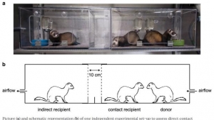 Un estudio con hurones prueba que el coronavirus se transmite por el aire