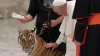 El Papa Francisco acaricia a un tigre durante su encuentro con artistas del circo