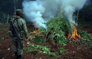 Destruyen plantíos de marihuana en Jalisco
