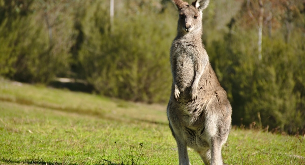 Pechos salvavidas: implantes ayudan a una australiana a sobrevivir al ataque de un canguro