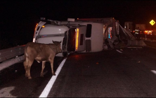 Varias reces perdieran la vida en el lugar mientras que otras más, lograron salir del vehículo y deambularon sobre la carretera. 